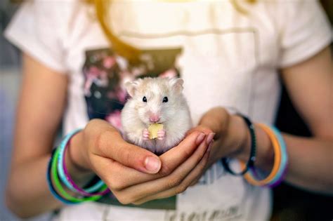 hmaster|Hamsters as Pets .